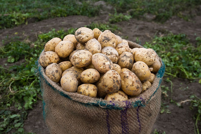 Person som håller i en potatis och en korg full med potatis